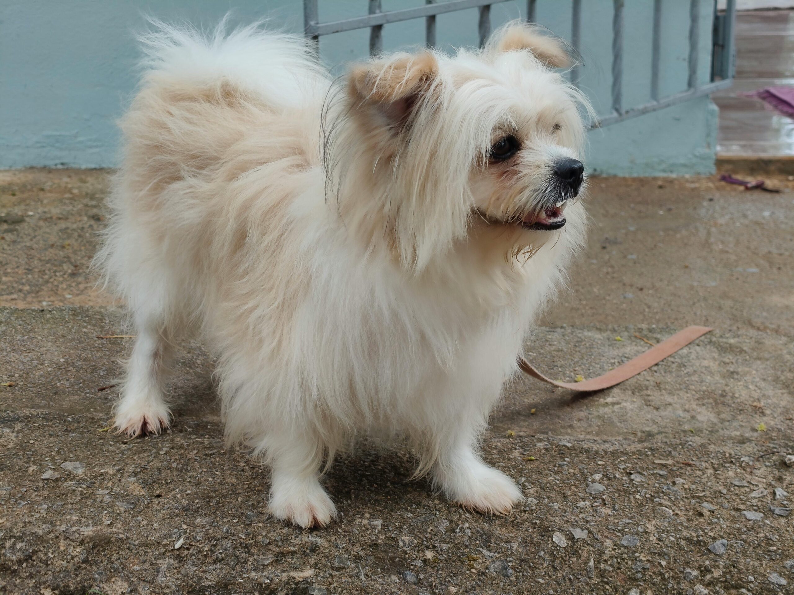 Cute fluffy white dog with brown ears standing outdoors. Perfect pet portrait for dog lovers.