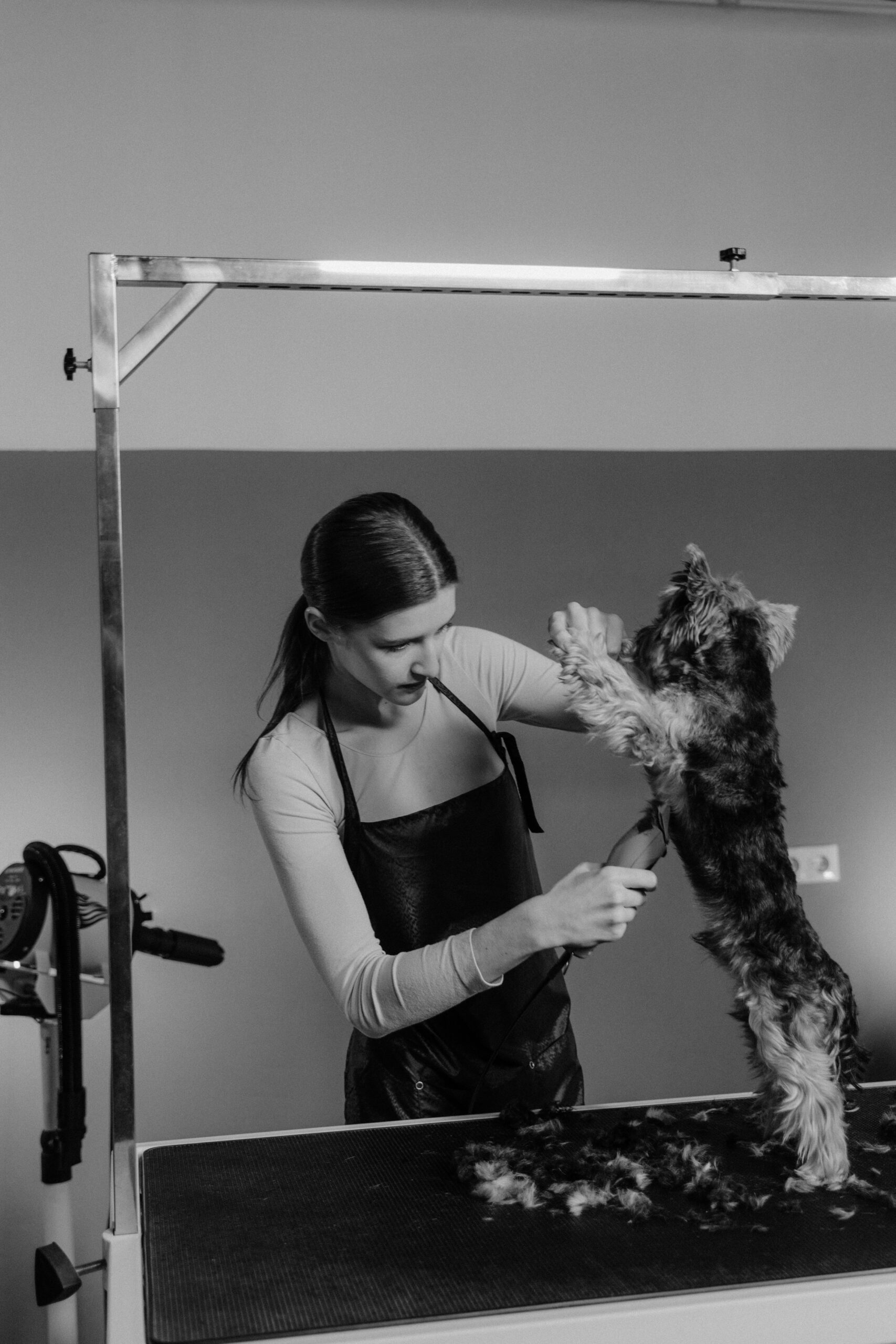 A dog groomer skillfully trims a furry Yorkshire Terrier's coat during a grooming session.